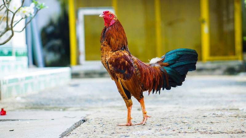 Chú ý cách nuôi gà đá mau lên ký
