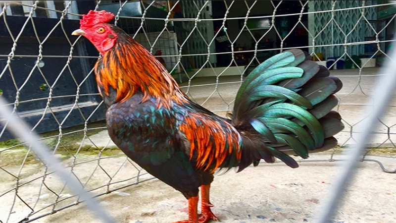 Cần rèn luyện sự tự tin cho gà
